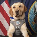 Sage wearing her working dog vest in an IRL photo.