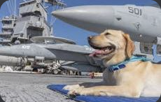 Sage on the aircraft carrier flight deck in an IRL photo.